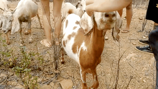 5d0908e117c39.gif 5d0908e117c39.gif